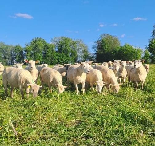 Visite de la ferme Camille Charles