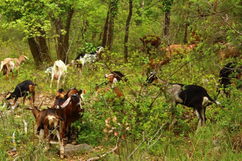 Illustration de l’expérience Rando biquette 