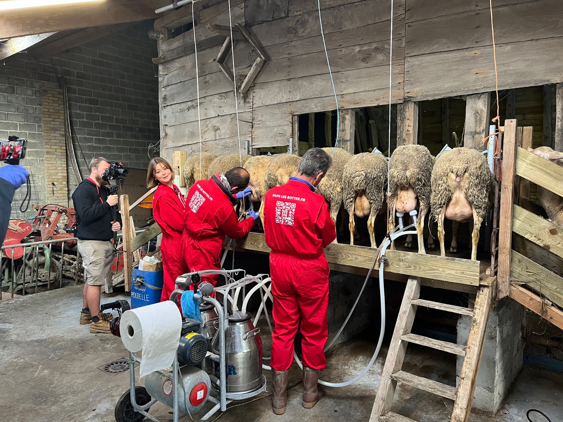 Deviens acteur de la traite des brebis