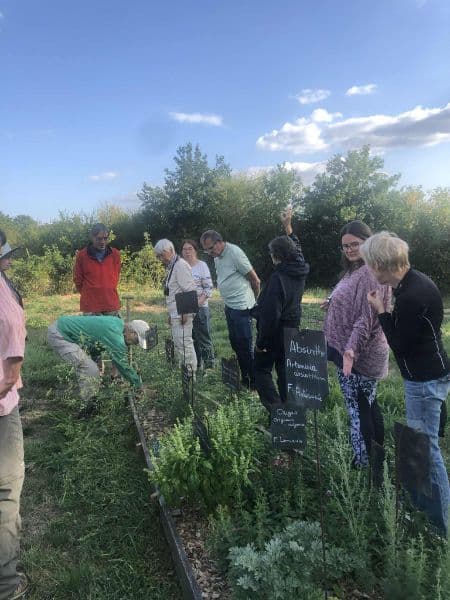 La visite « Découvrez les plantes médicinales »