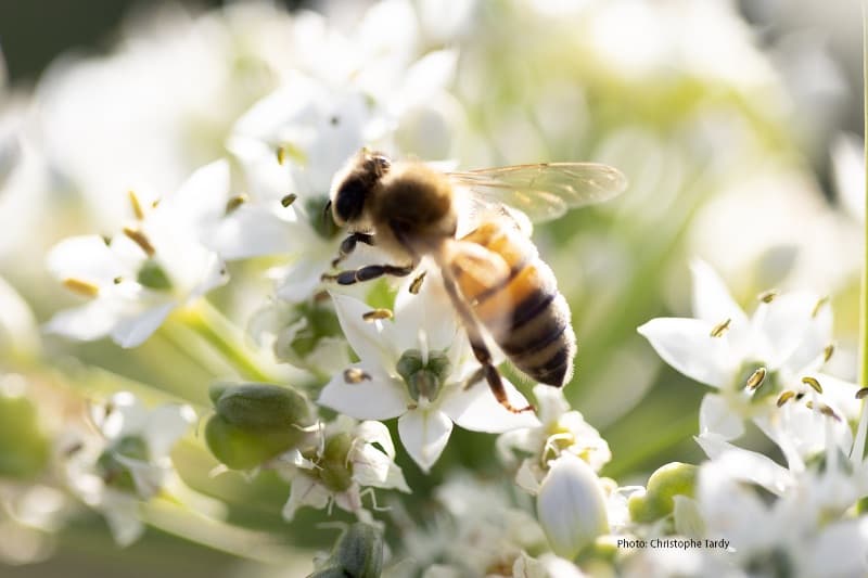 Visite de la ferme pour petits & grands