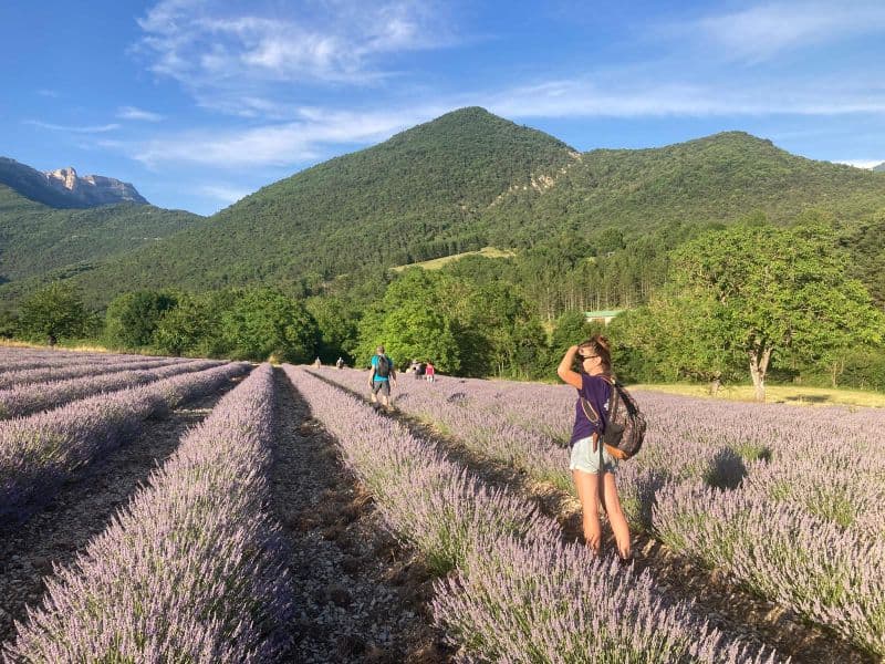 Photo de Randonnée familiale dans les champs de lavande du Vercors