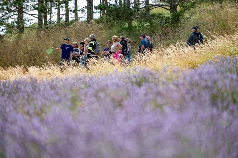 Photo de Randonnée familiale dans les champs de lavande du Vercors
