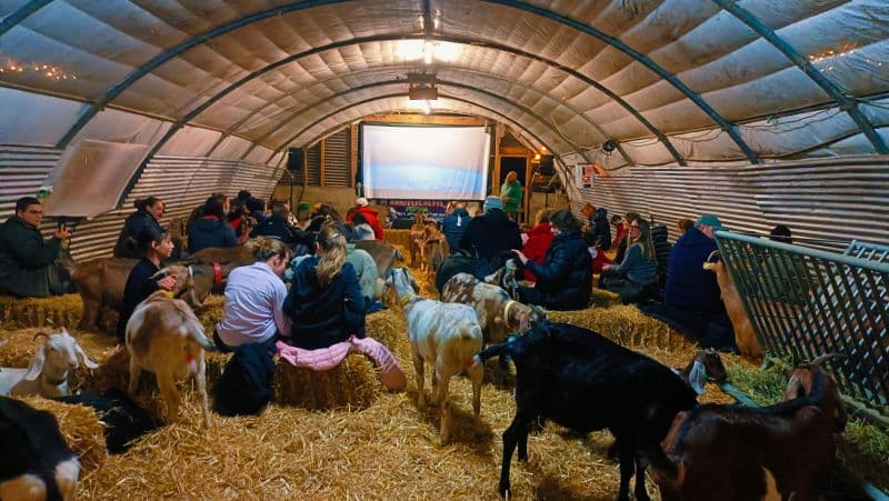 Soirée Ciné biquettes, plaide et câlins