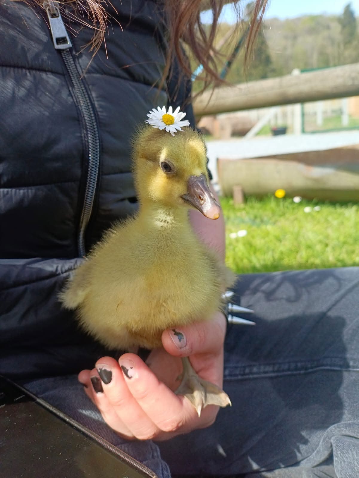 Photo de Visite de la ferme et animations pour les groupes