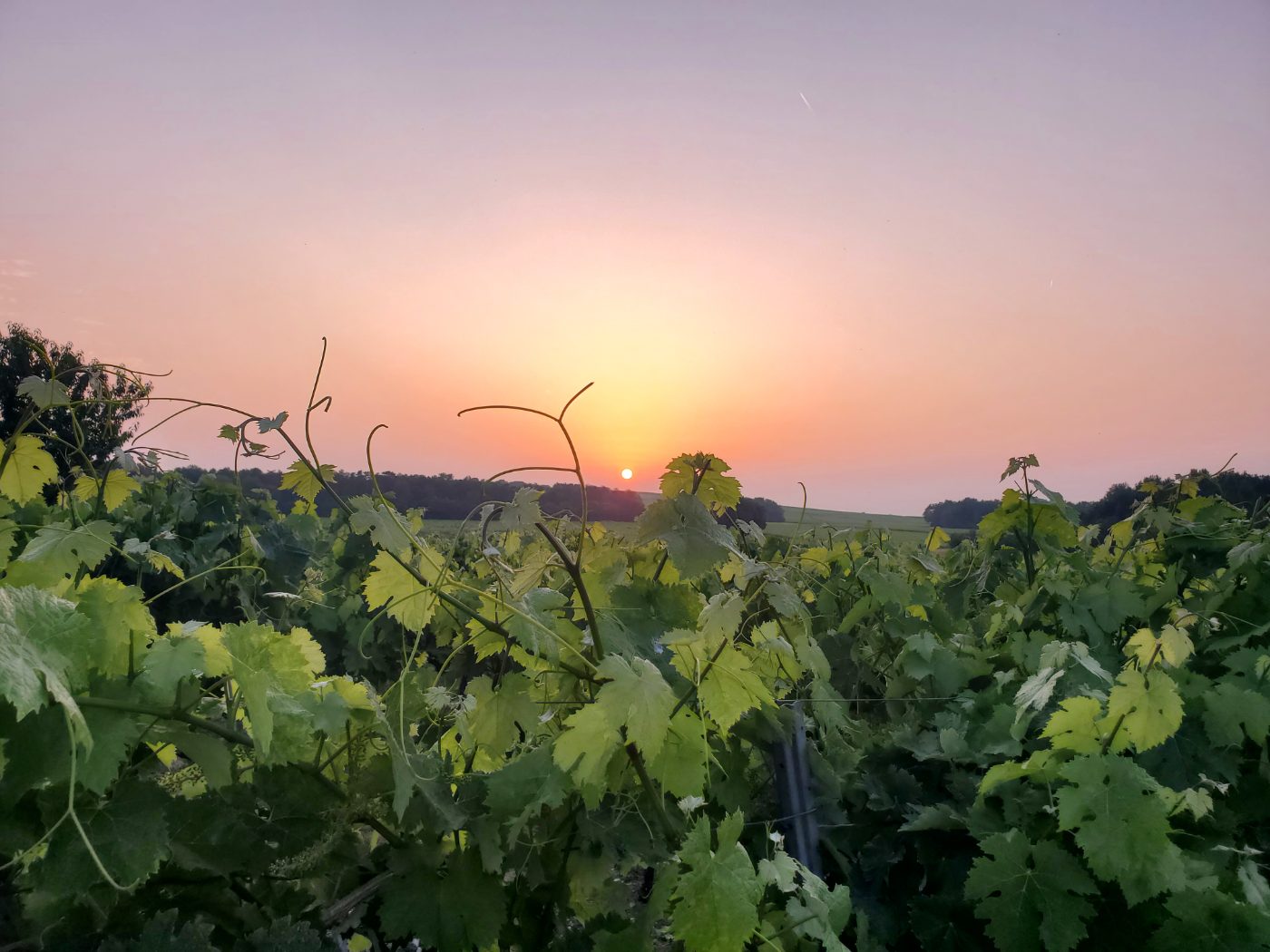 Photo de Exploration de la vigne au chai