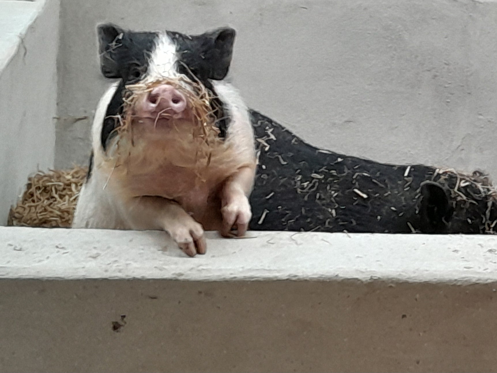 Photo de Visite de la ferme et animations pour les groupes