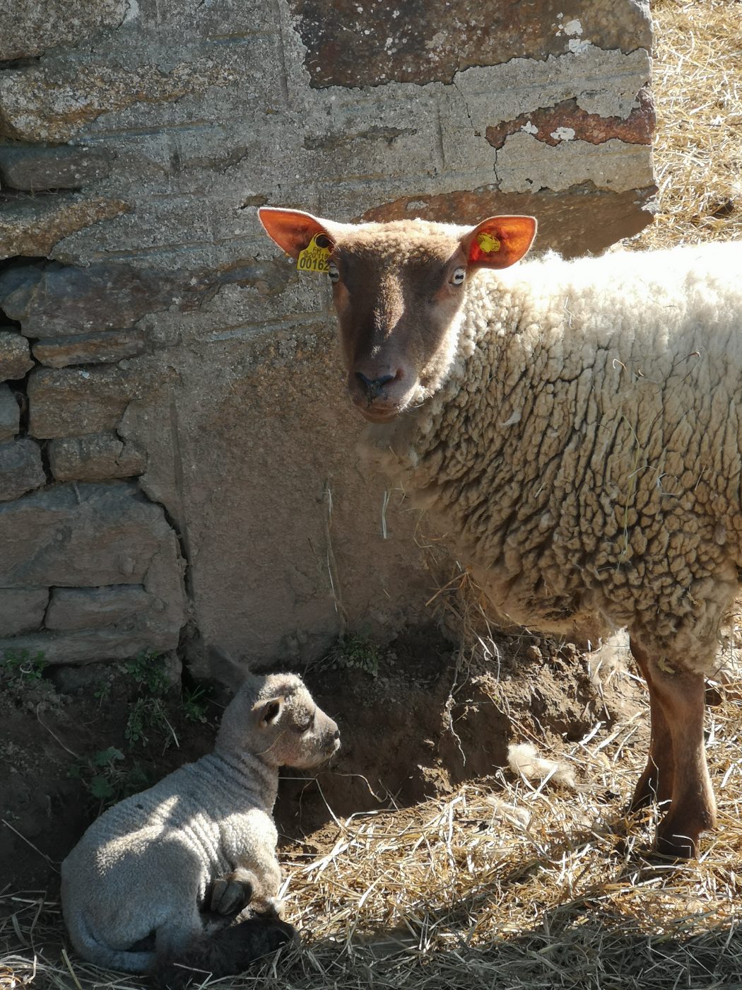 Photo de Découverte des races patrimoniales normandes ovines et valorisation de la laine
