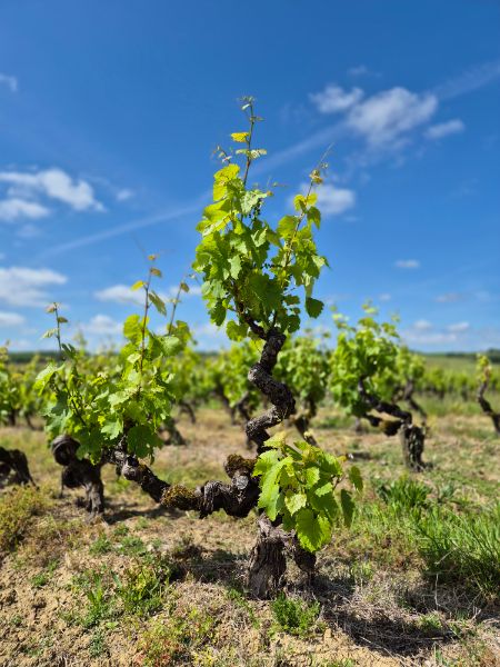 Photo de Visite Découverte