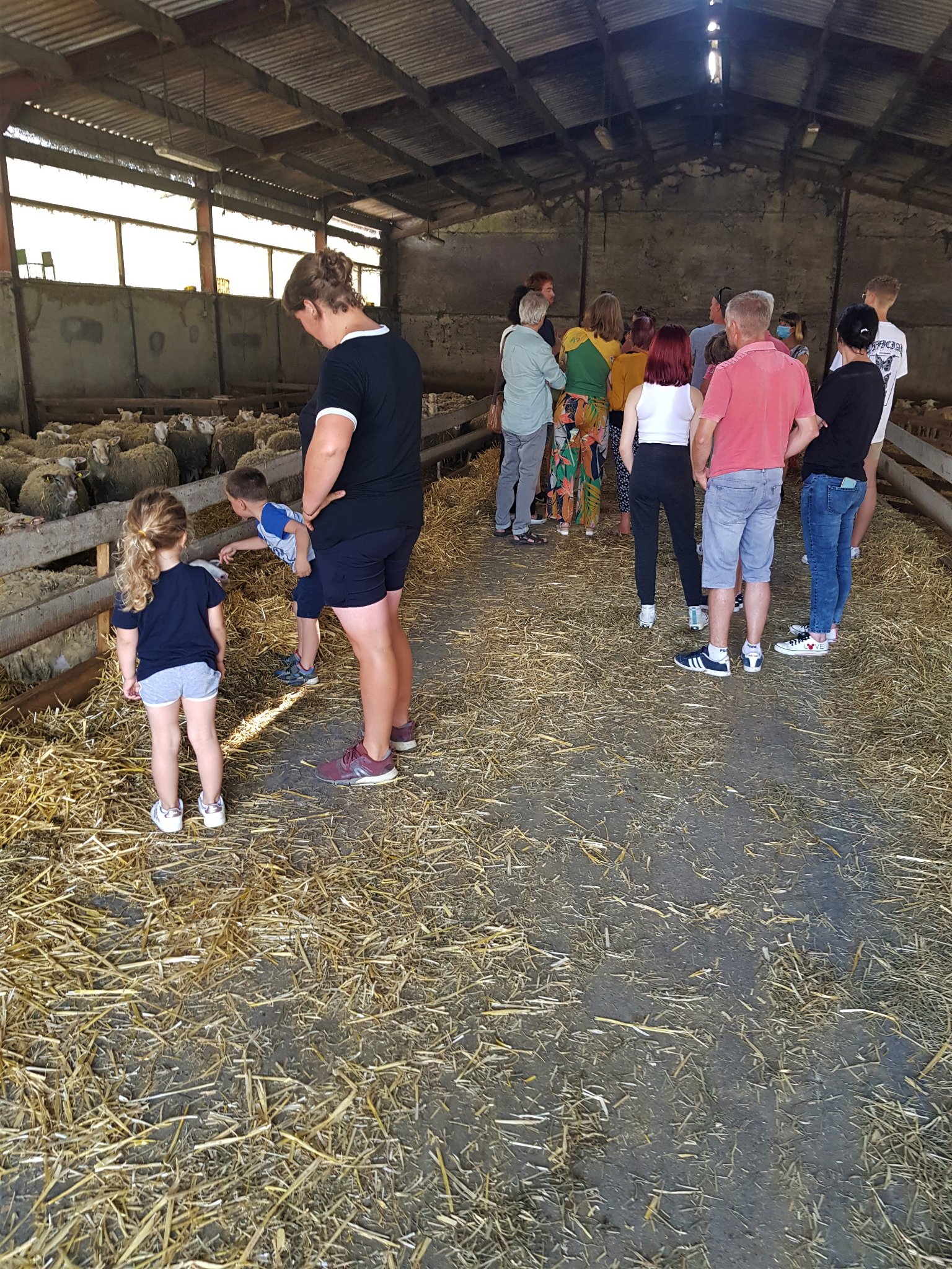 Photo de Visite au cœur de l'élevage de brebis