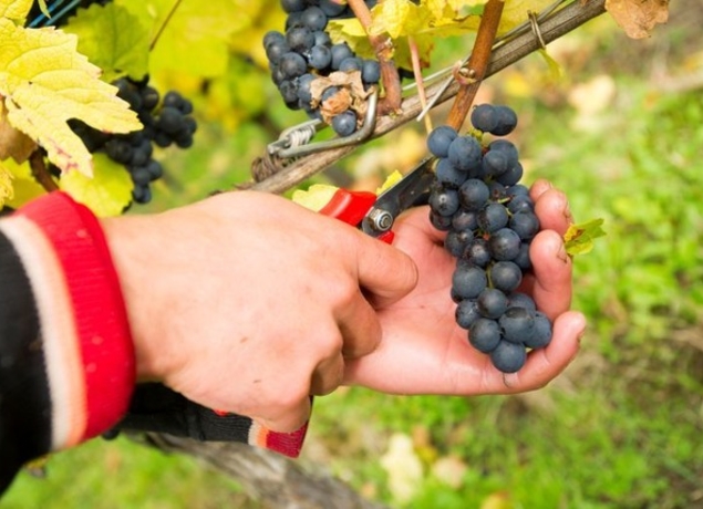 Photo de Domaine de la Goulotte