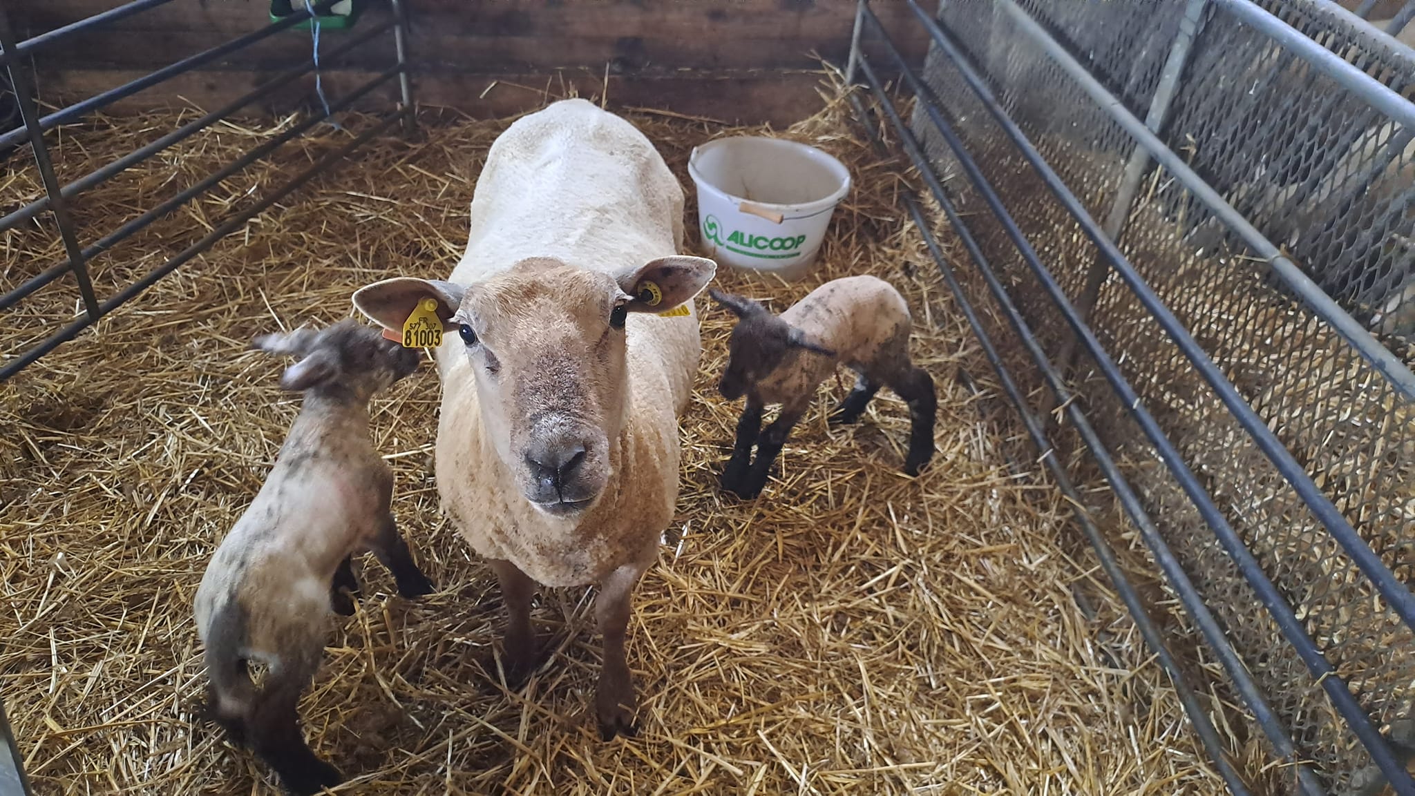 Photo de Initiation à la tonte des agnelles