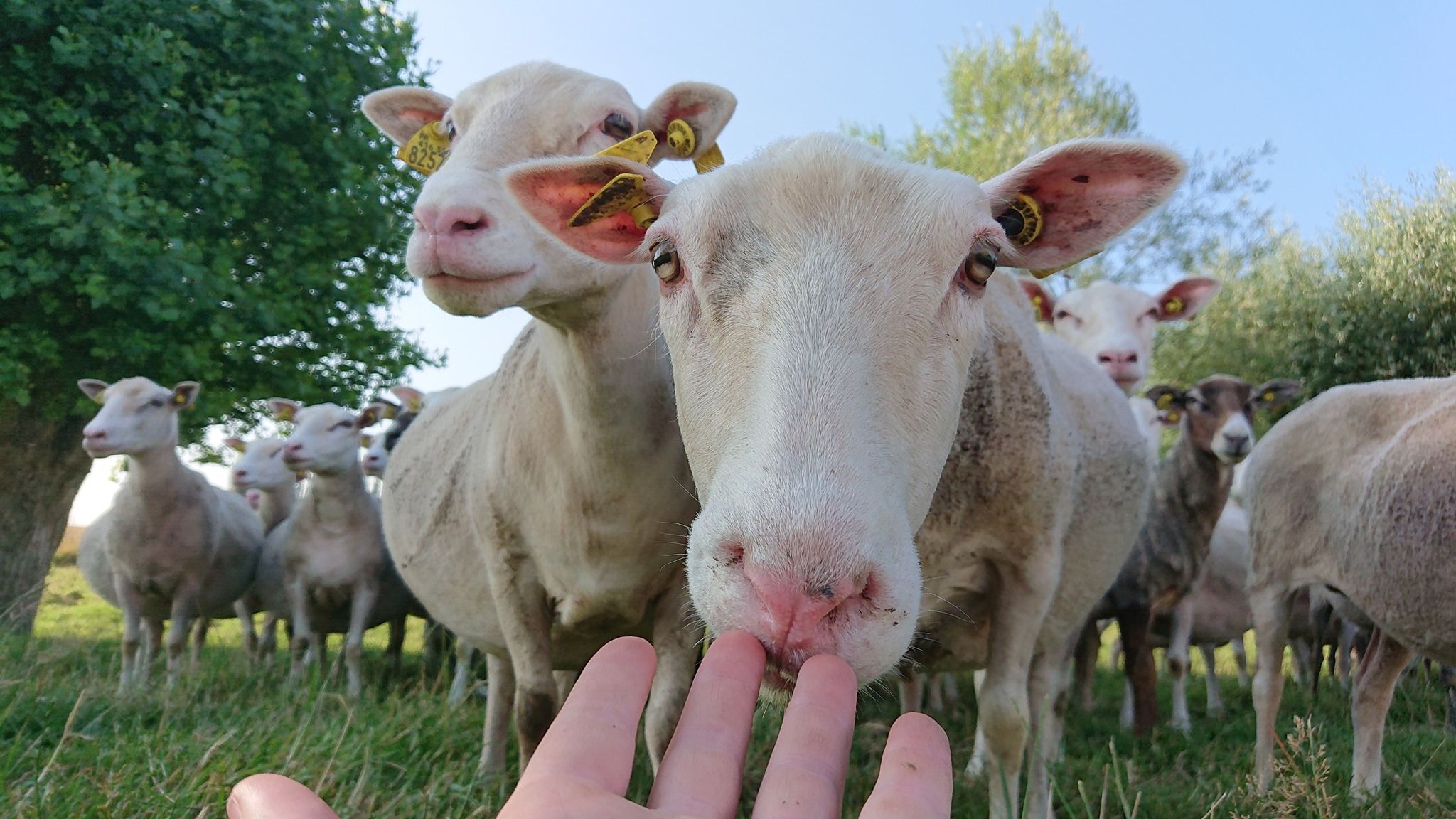 Photo de Visite au cœur de l'élevage de brebis