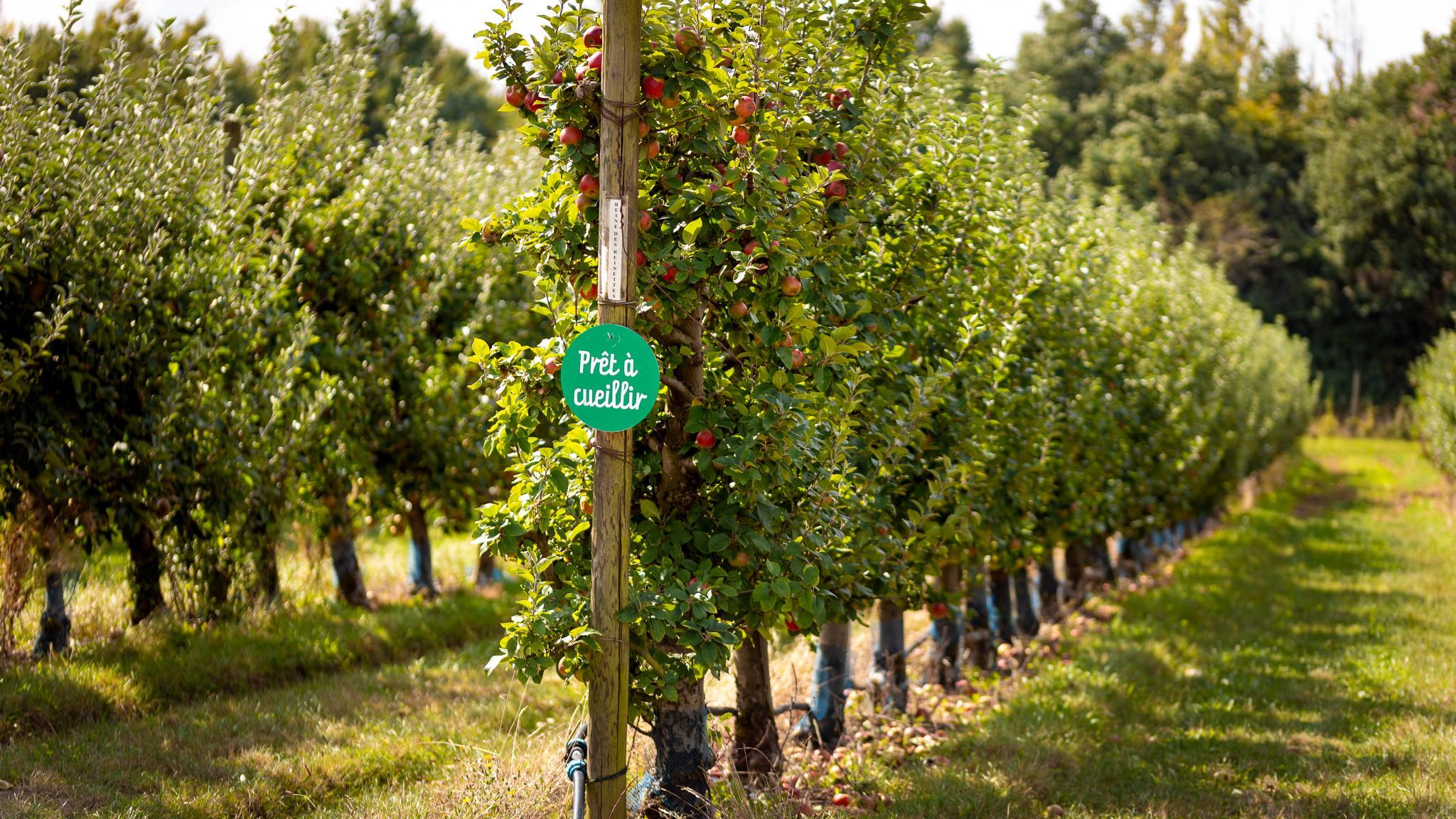 Cueillette de Torfou