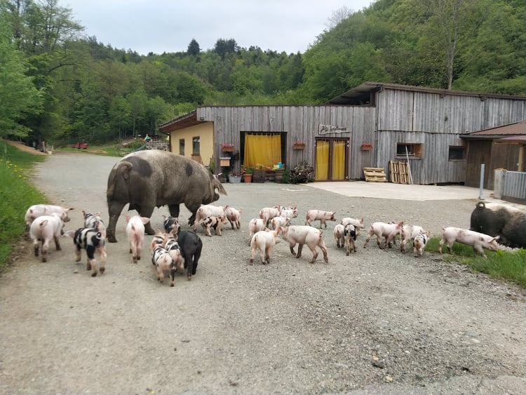 Photo de Ferme aux Pampilles