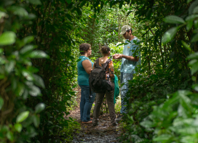 Le Labyrinthe en champ thé