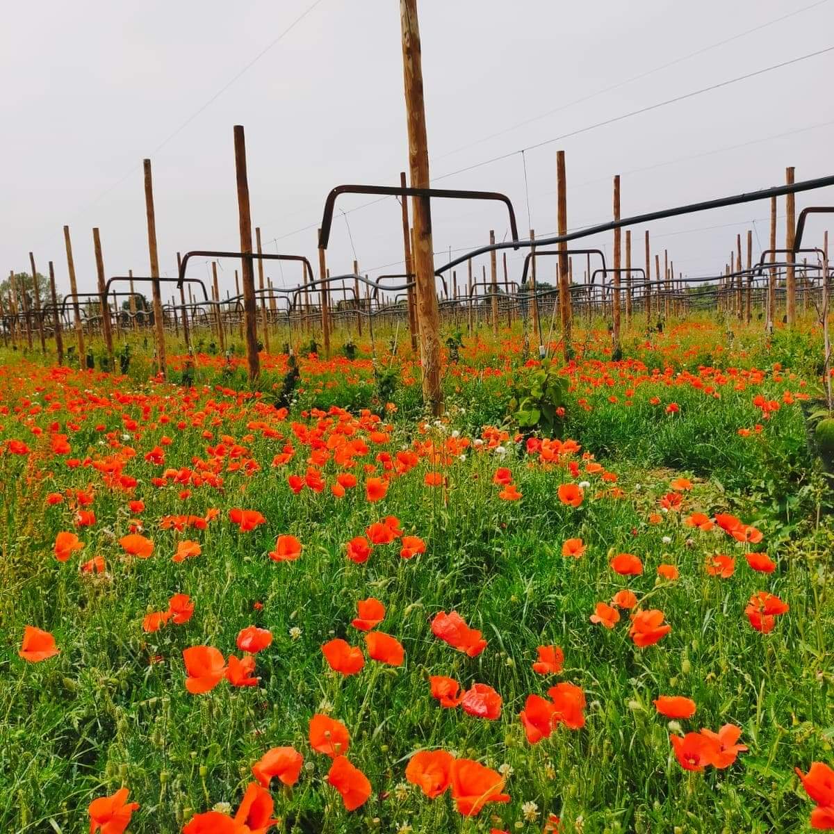 Photo de Verger de Candie