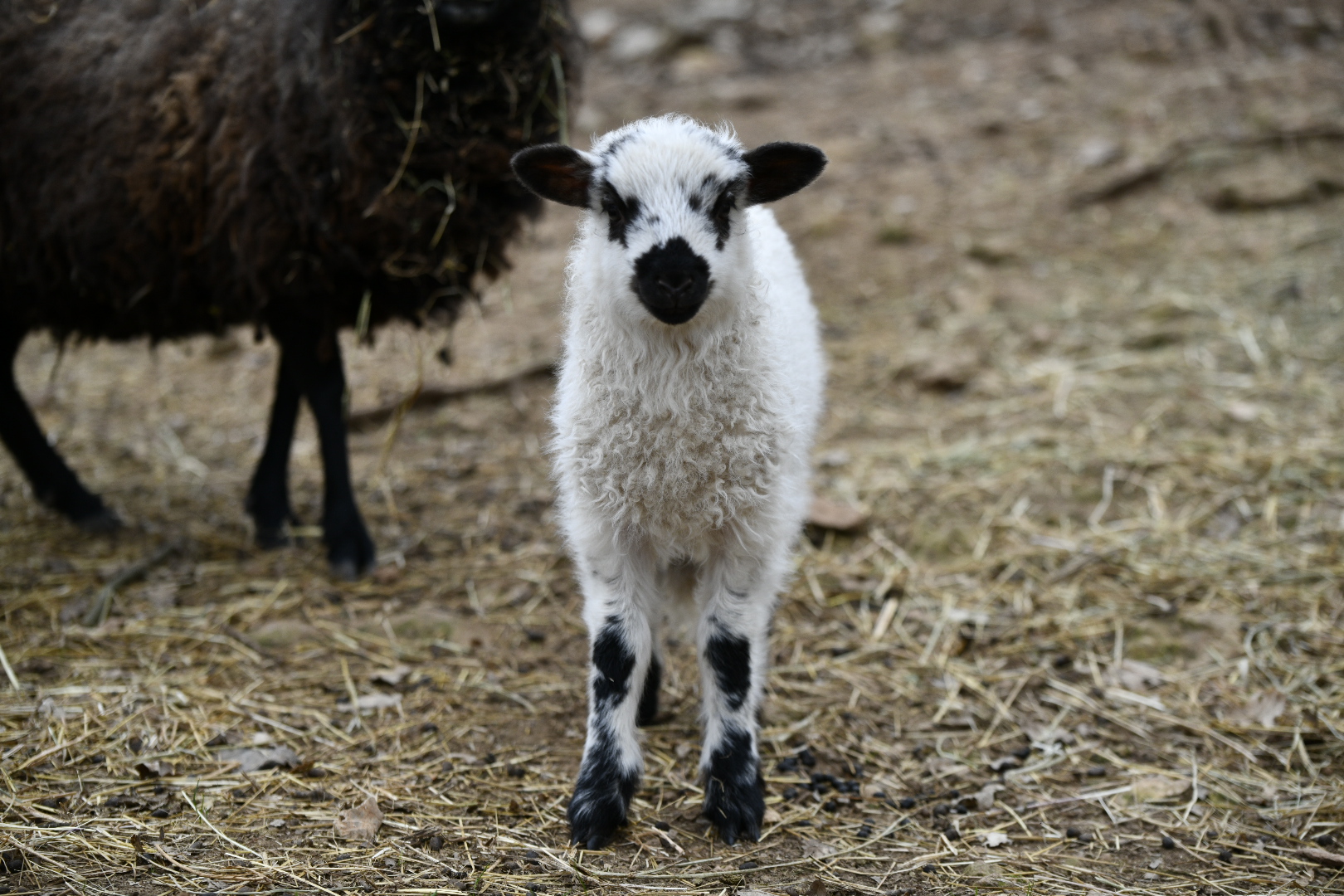 Photo de Les ecuries d’edoras