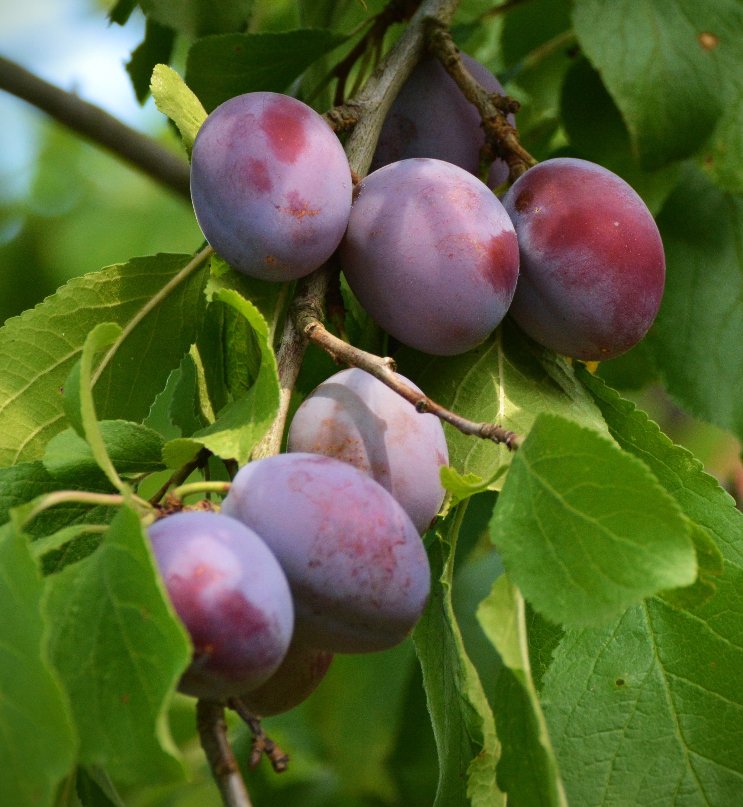 Photo de Verger de Foncoussières