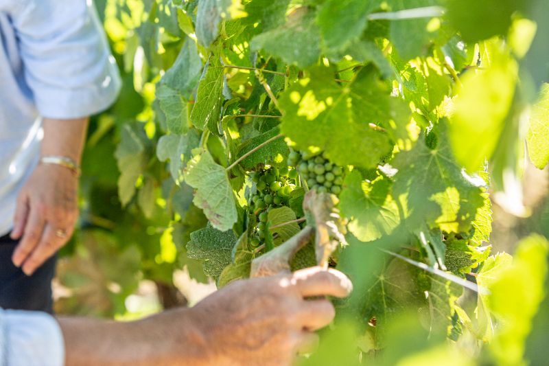 Photo de Visite de la vigne à la cave
