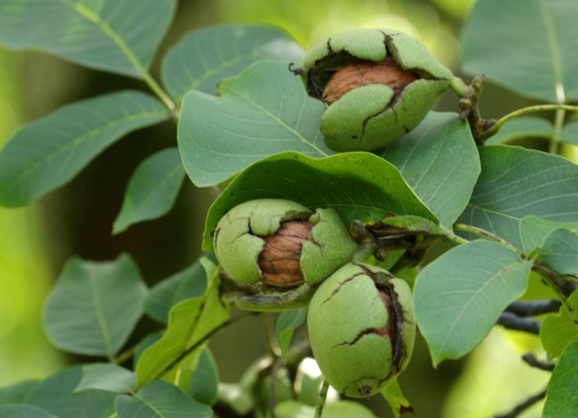 Photo de La Ferme des Valnoix