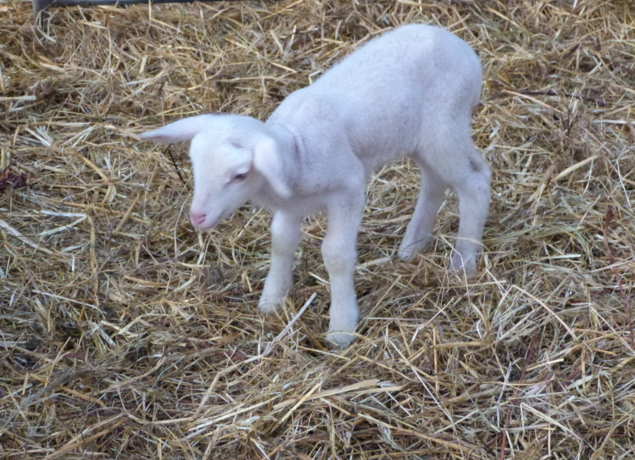 LA BERGERIE DE CROZON