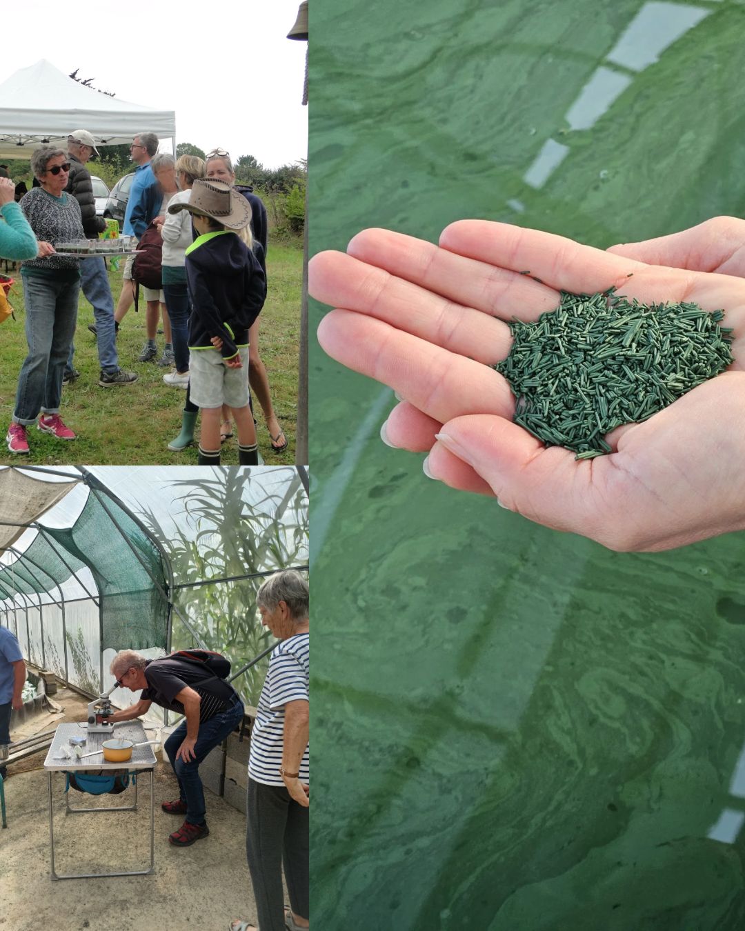 SPIRULINE ARC EN CIEL