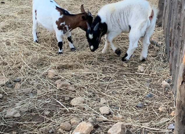 Photo de LA FERME DU GRAND CHEMIN