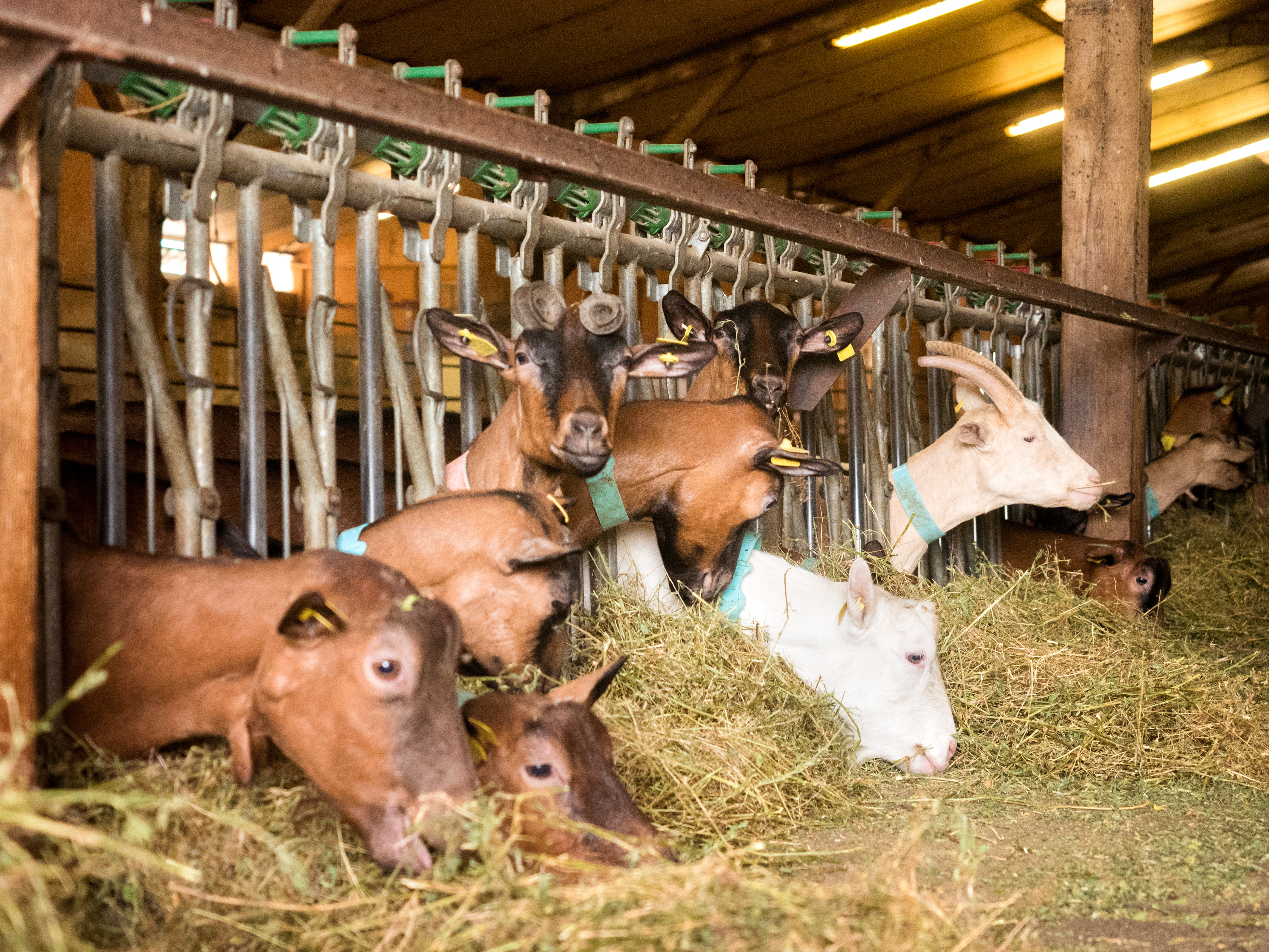 Photo de Ferme Georgelet