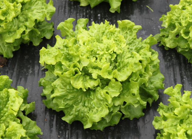 Photo de EARL LA PLAINE MARAICHERE