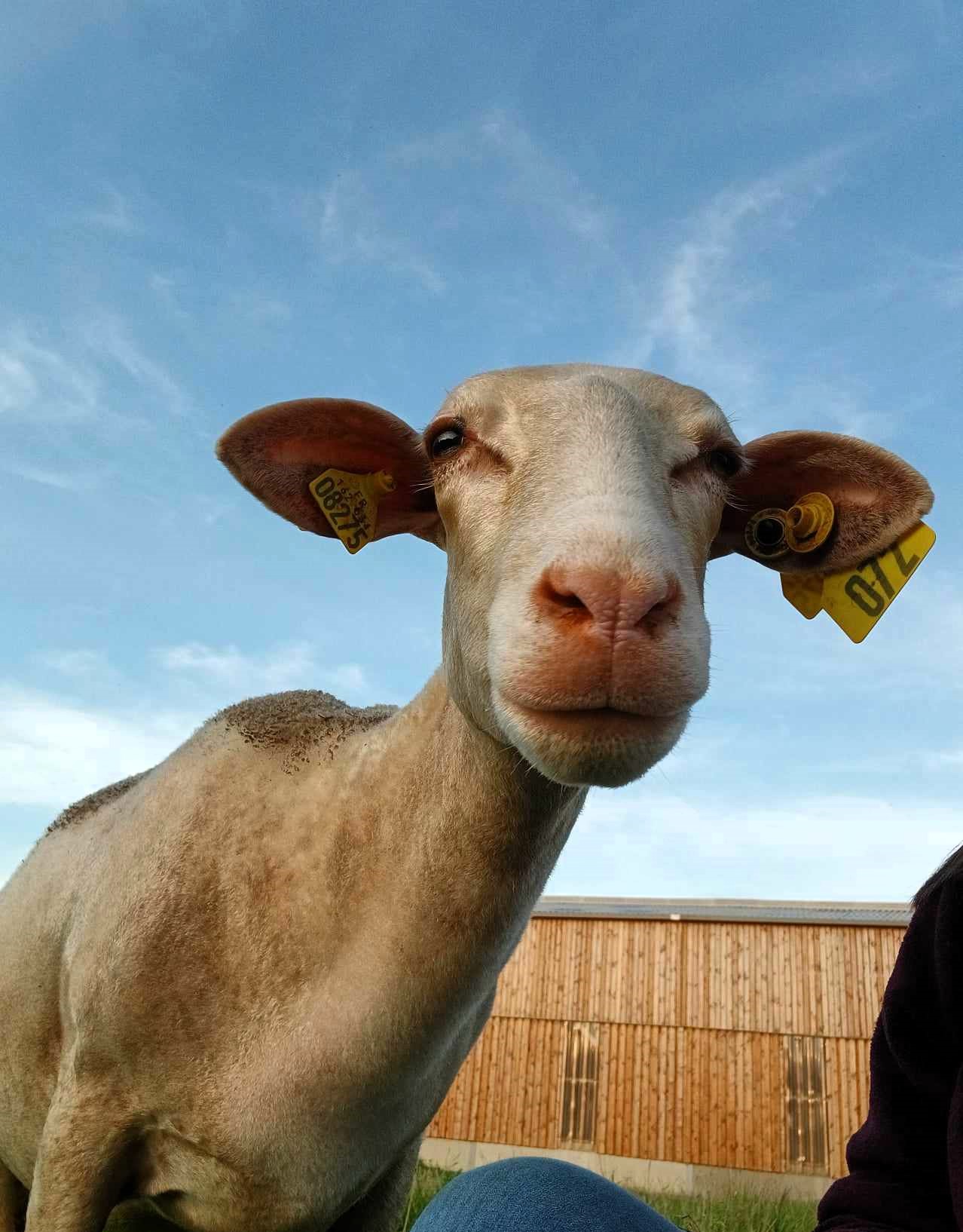 Photo de Visite au cœur de l'élevage de brebis