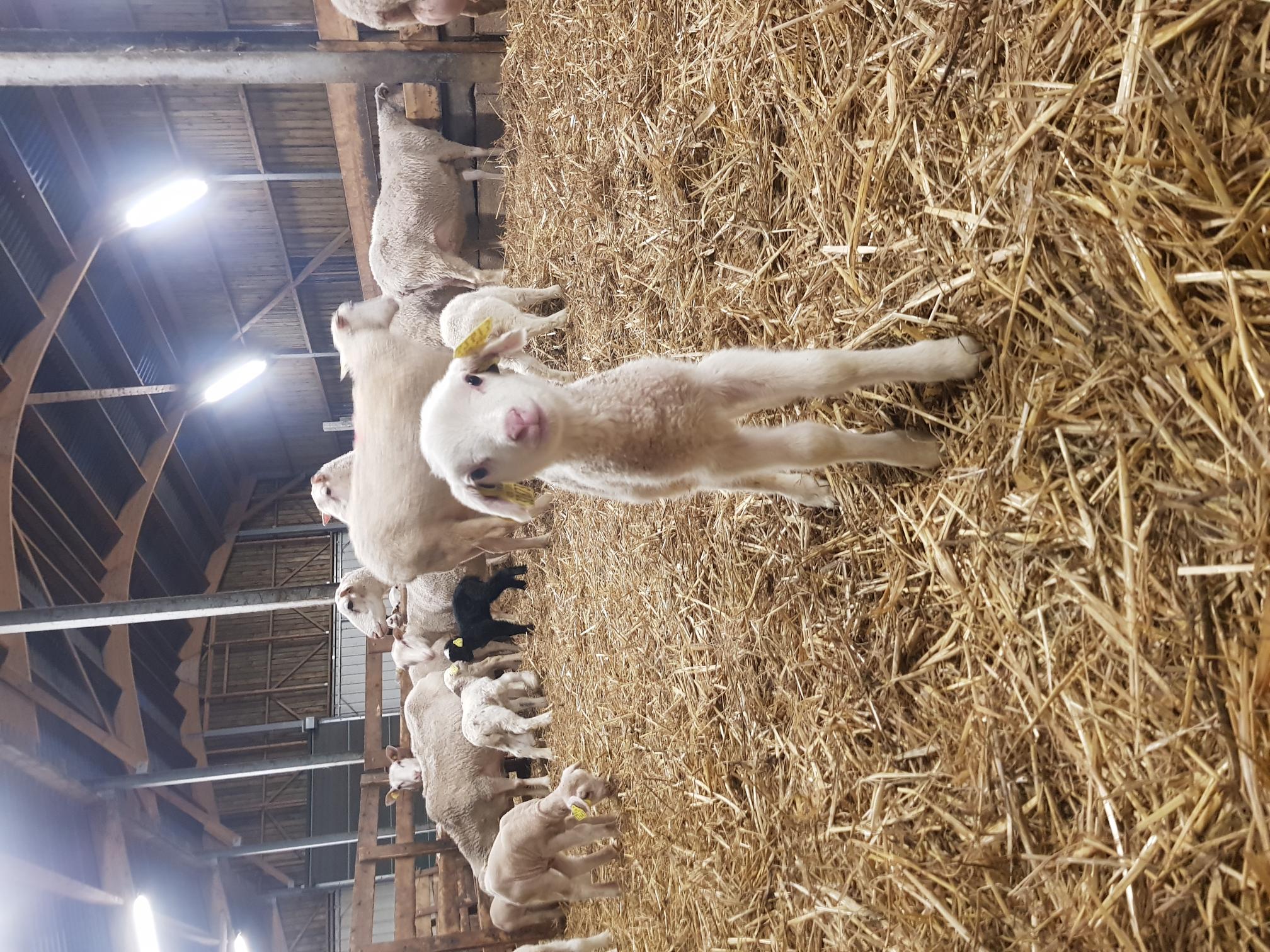 Photo de Visite au cœur de l'élevage de brebis