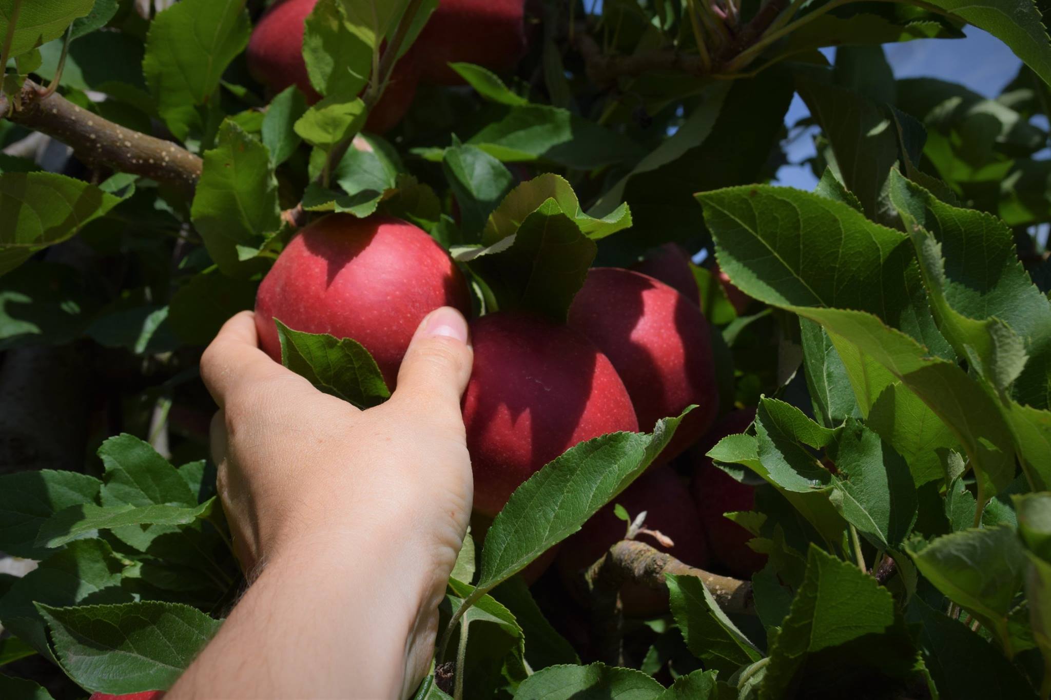 Photo de Verger de Foncoussières