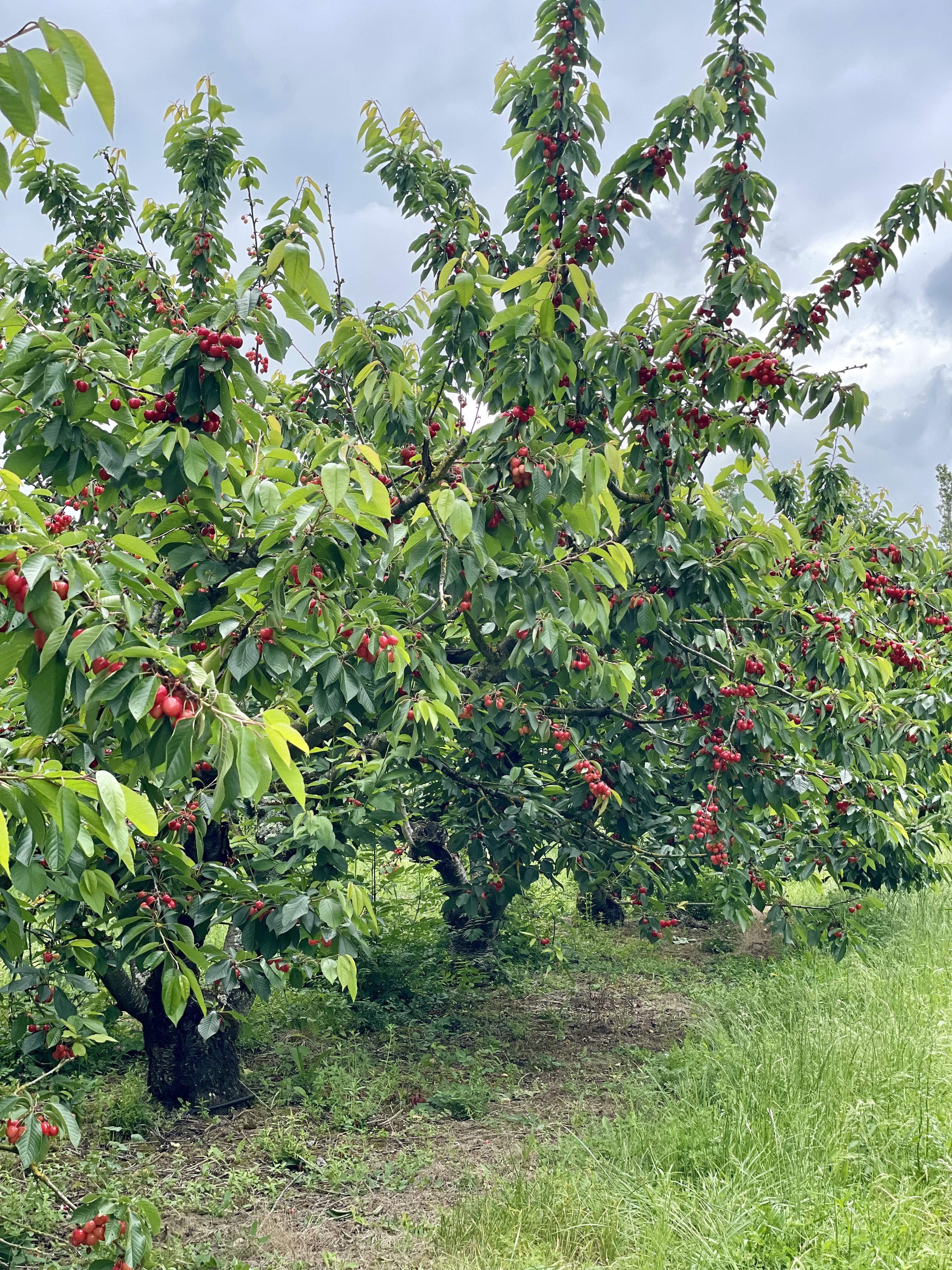 Photo de Les Jardins de Saint Sernin