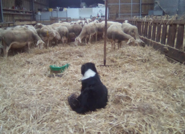 Photo de LA BERGERIE DE CROZON