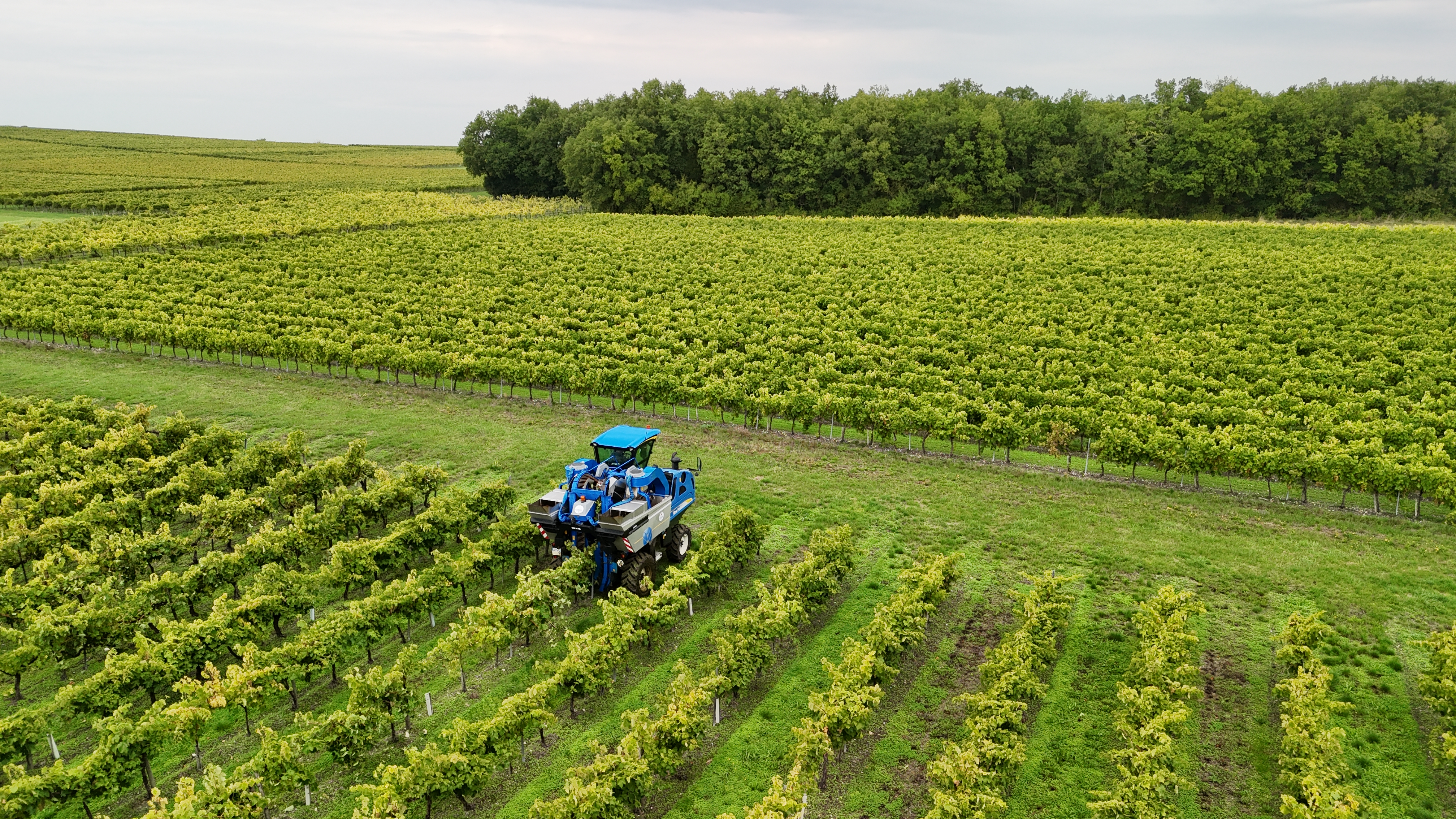 Photo de Daelly Cognac 