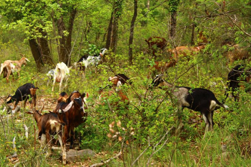 Photo de Rando biquette 