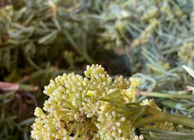 Photo de VITALBA Distillerie  Listincu