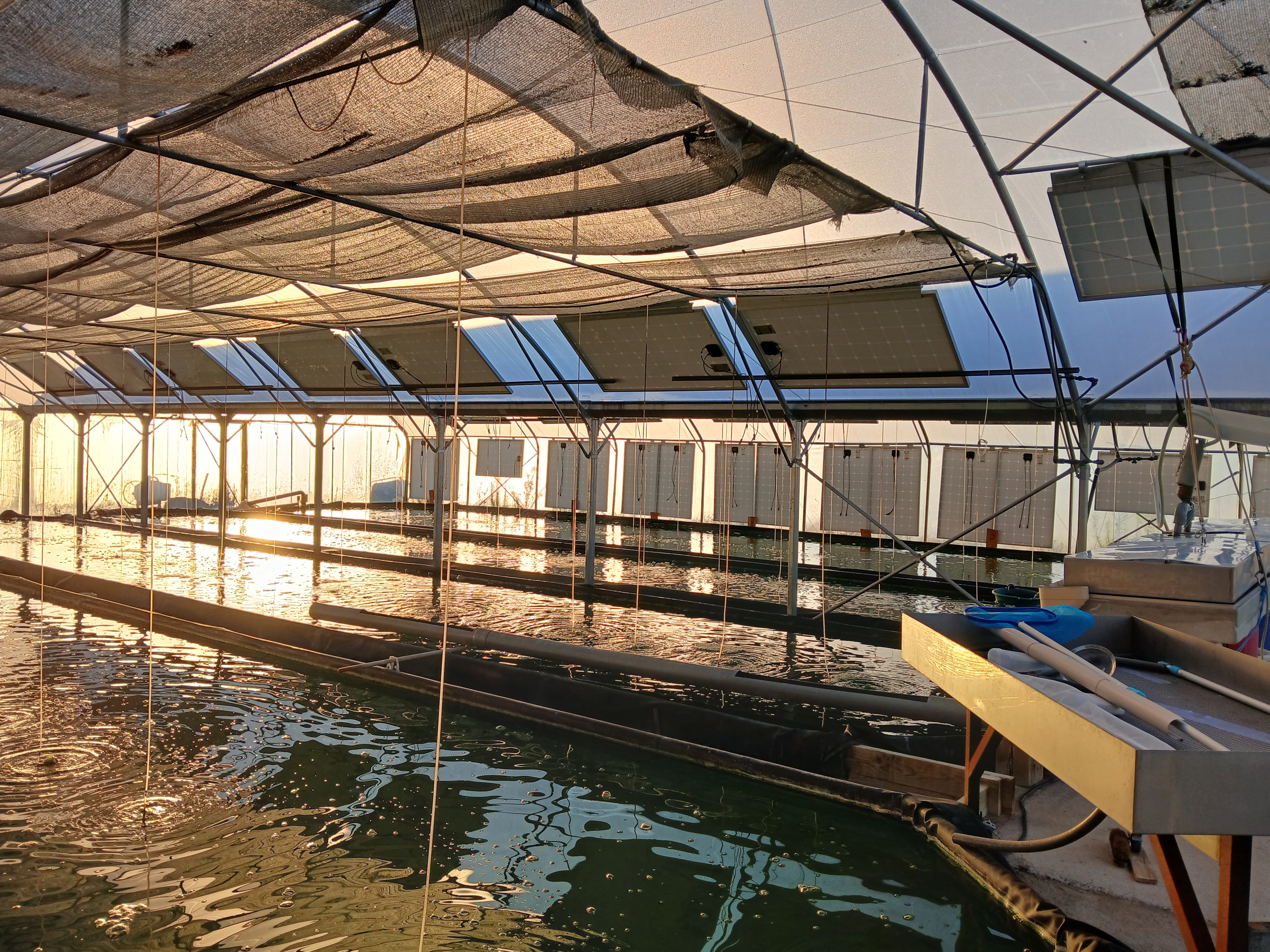 spiruline du mas de fraysse