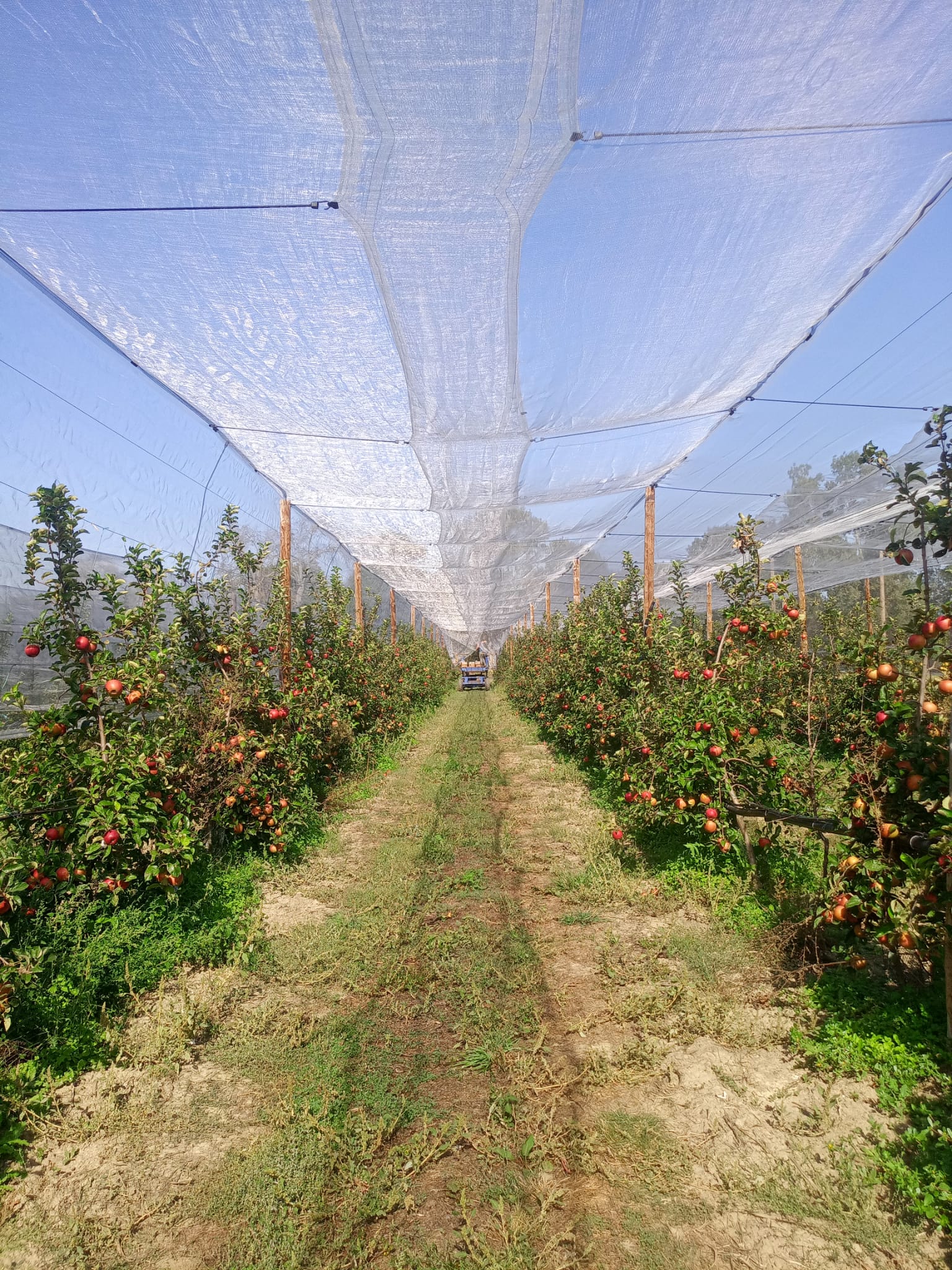 Photo de Verger de Candie