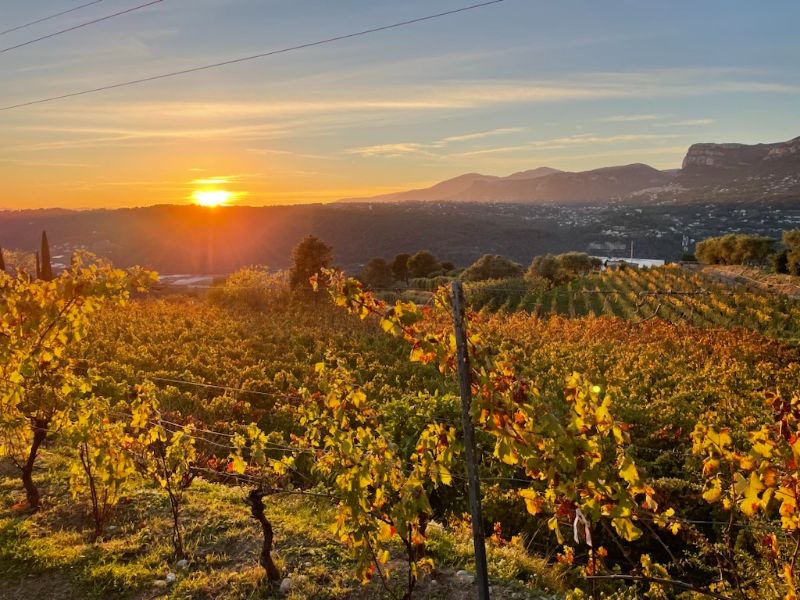 Photo de Visite et dégustation de cinq vins
