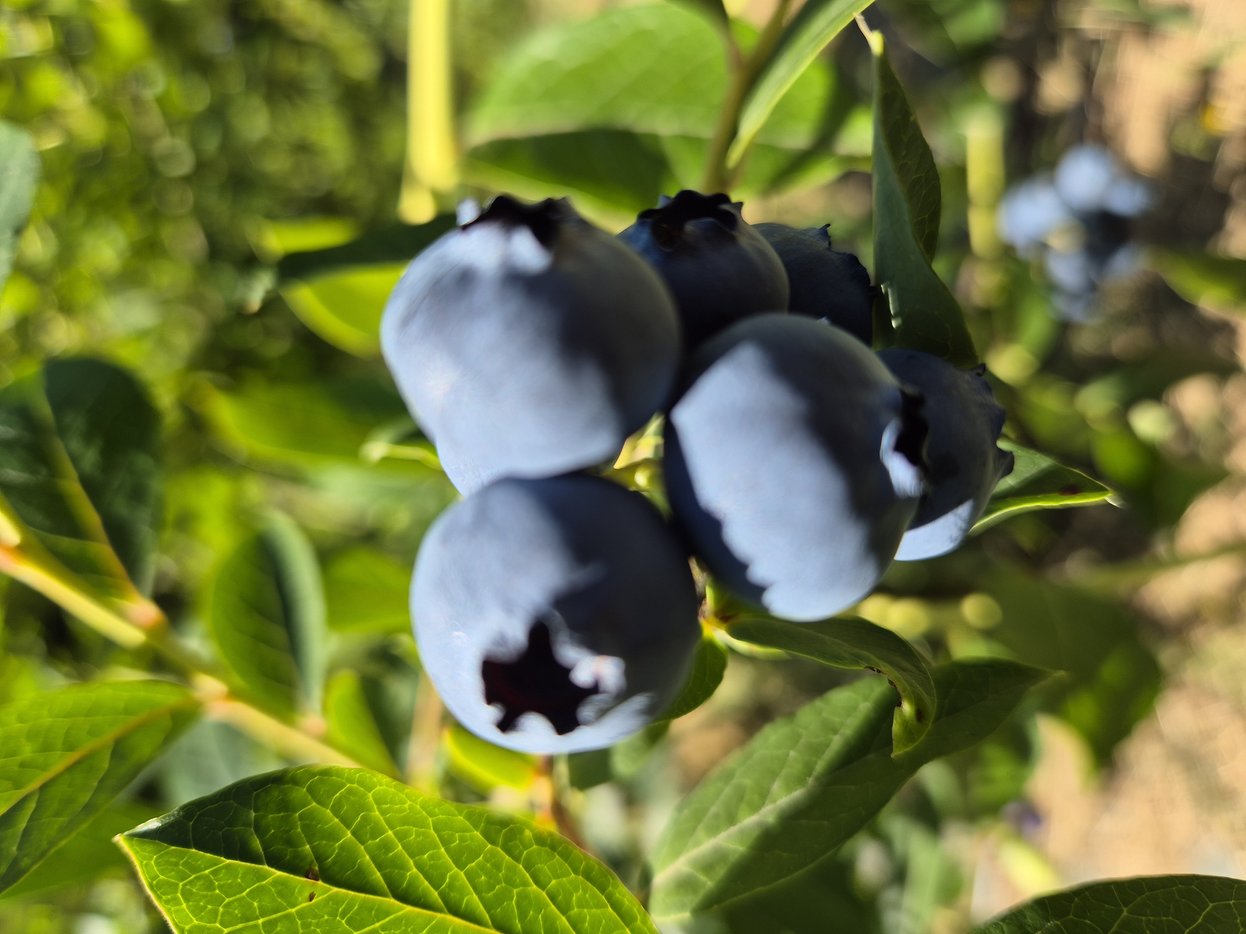 Photo de LES ALPAGAS DES MONEDIERES - Marie Fraysse