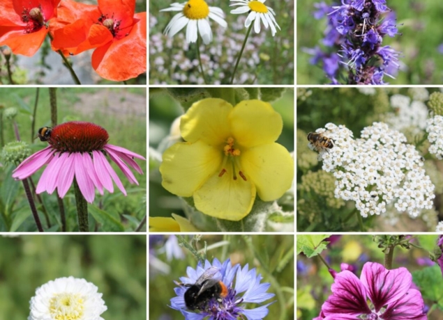 L'Herberie de la Saulx