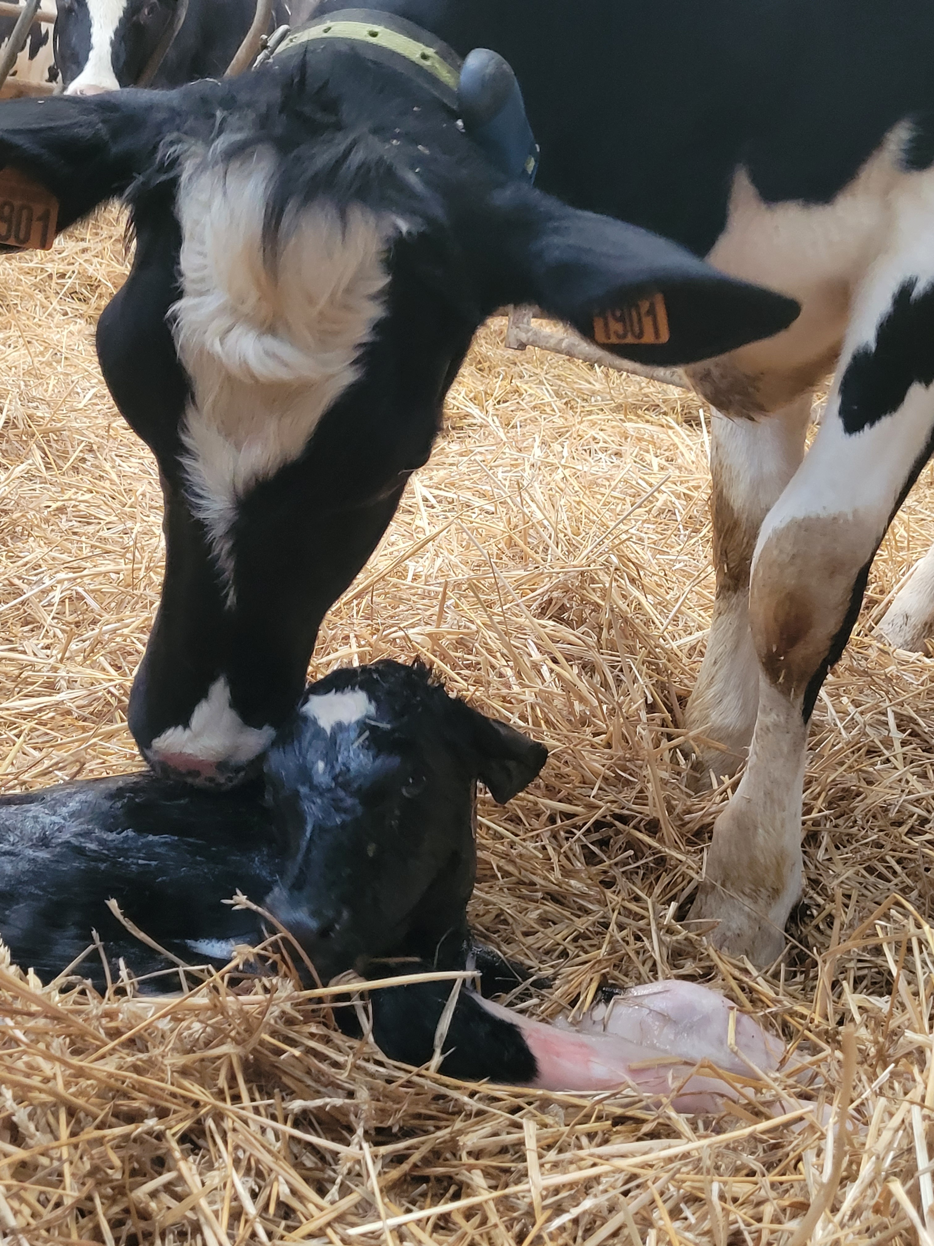 Photo de GAEC de la vallée de Saint Flour - Lait Gourmandises 