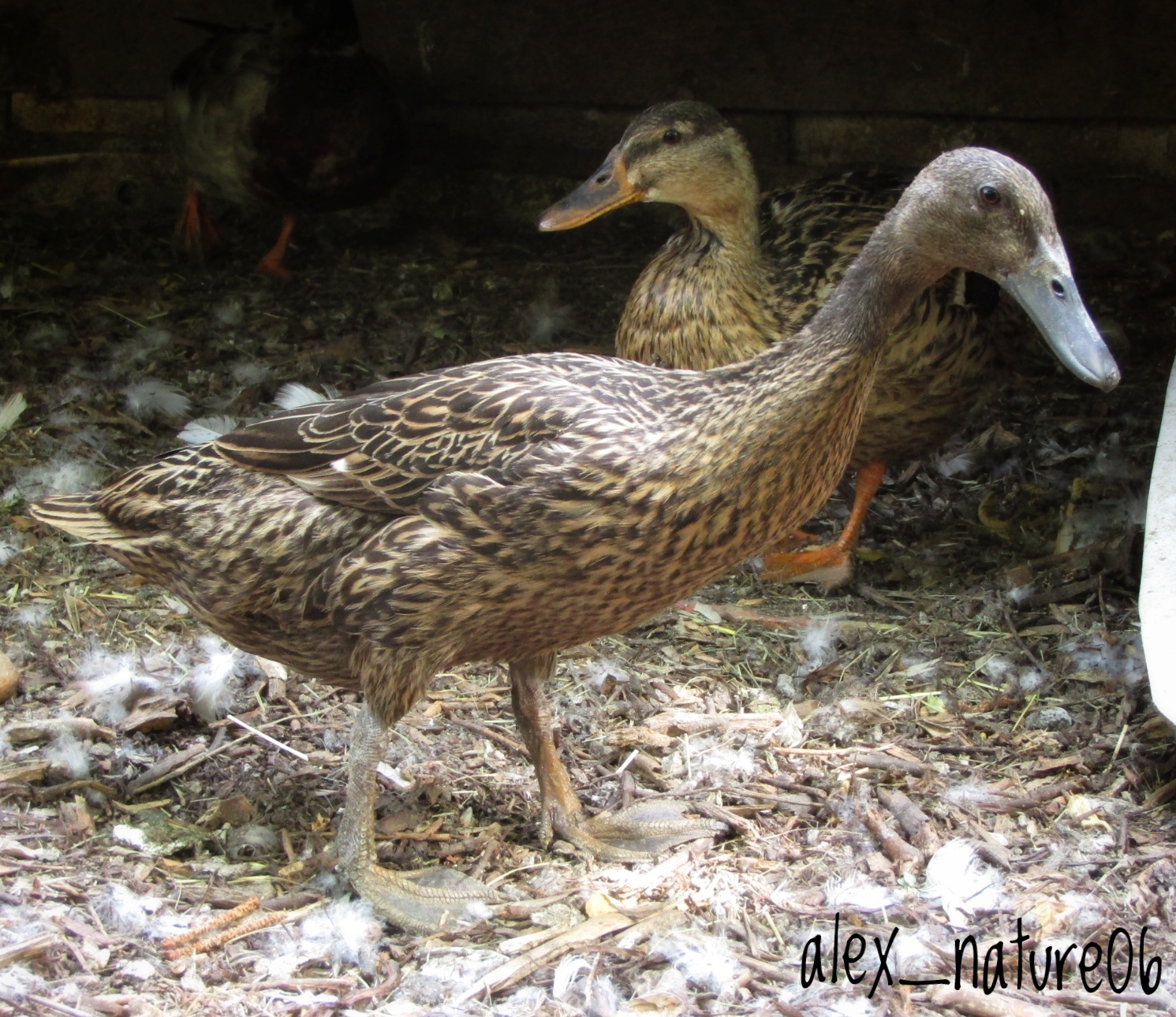 Photo de Graines de fermiers