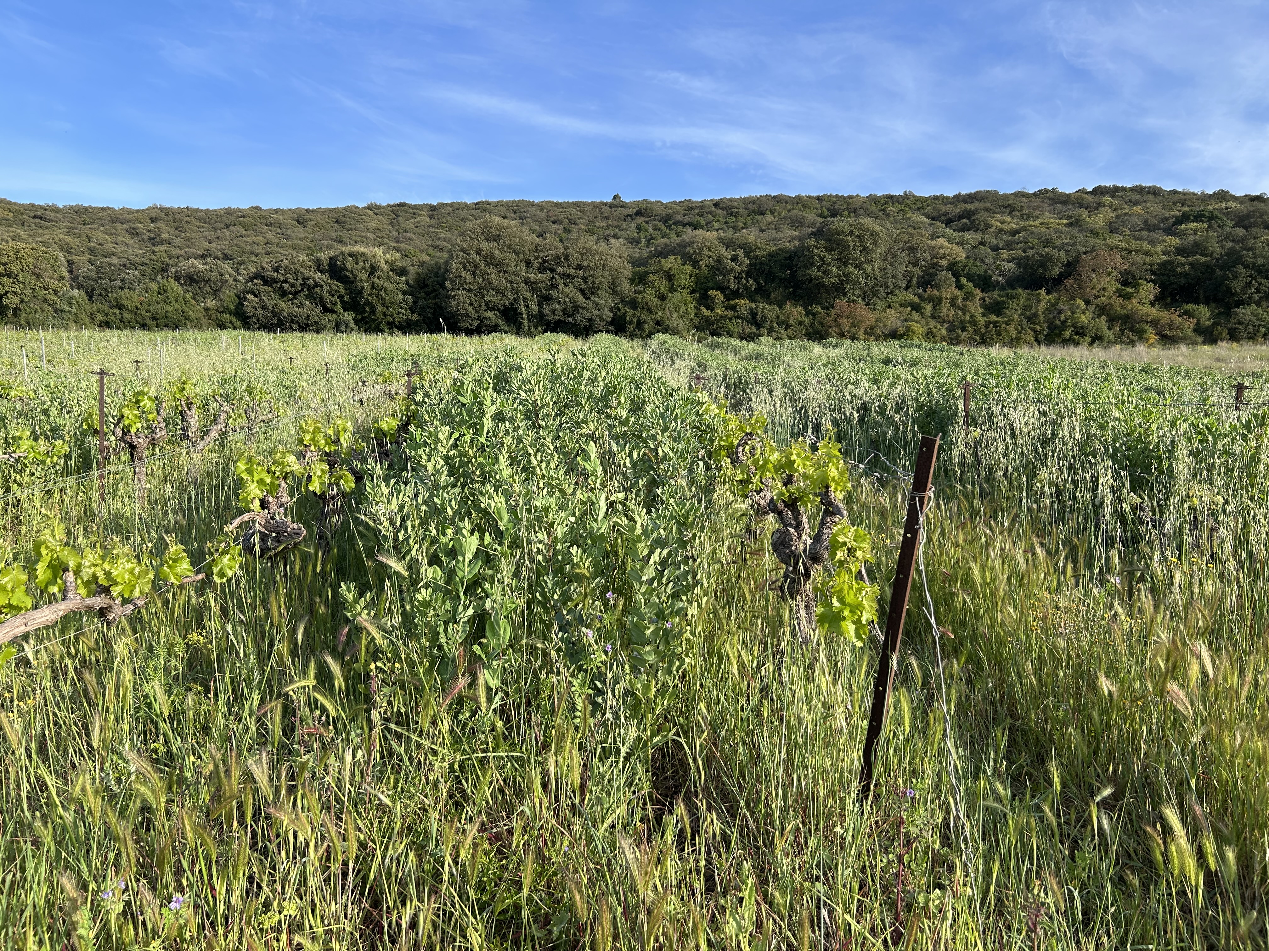 Photo de Domaine des Conquêtes