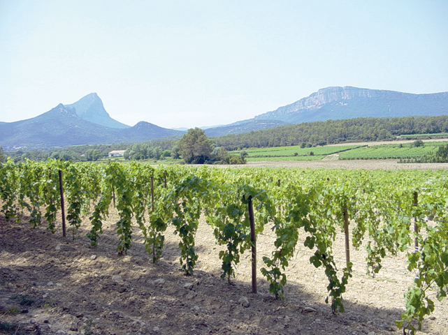 Photo de Héritage du Pic Saint Loup