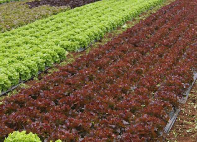 Photo de EARL LA PLAINE MARAICHERE