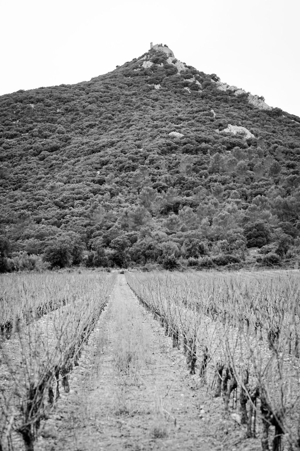 Photo de Héritage du Pic Saint Loup