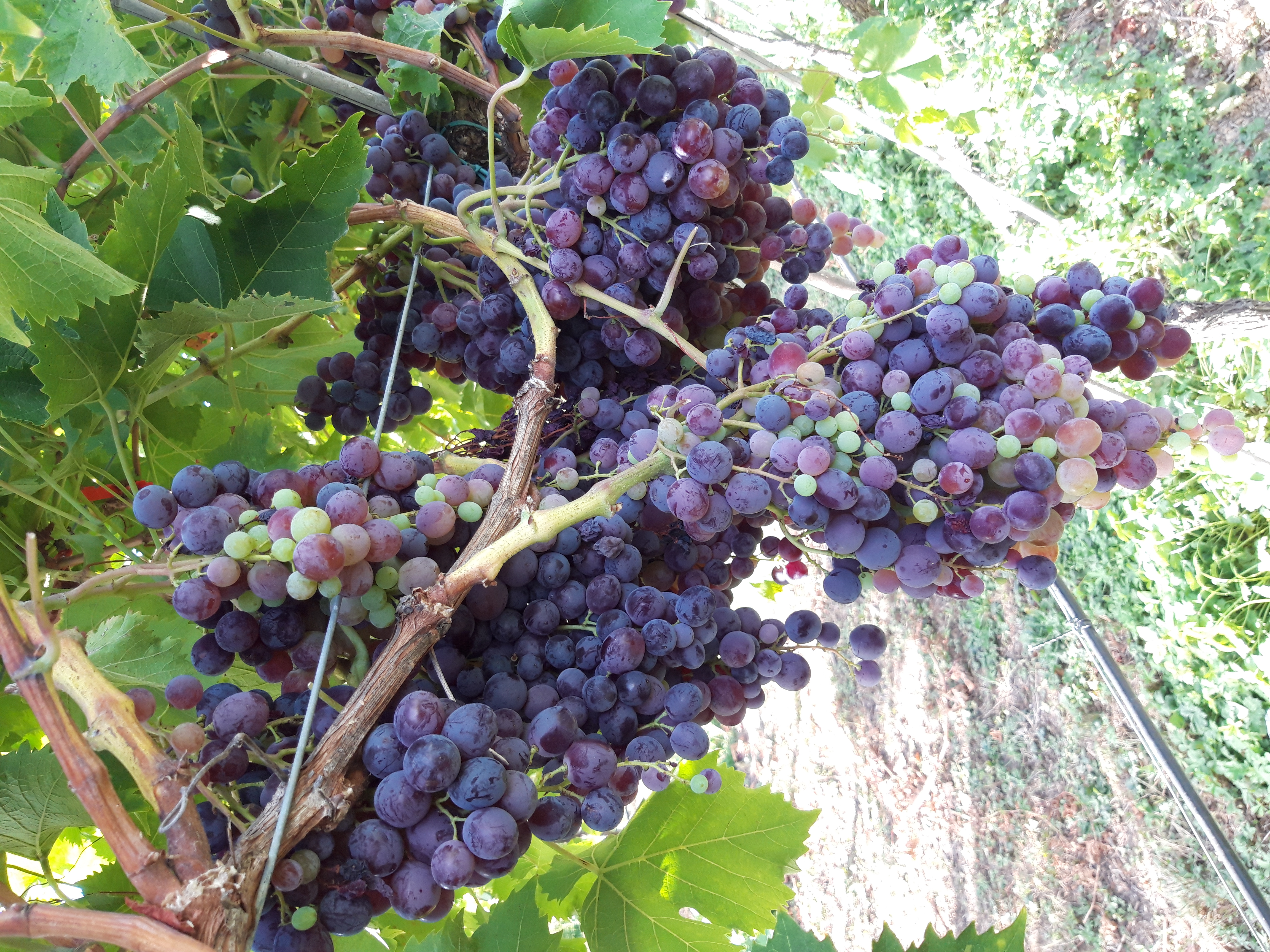 Photo de Verger de Candie